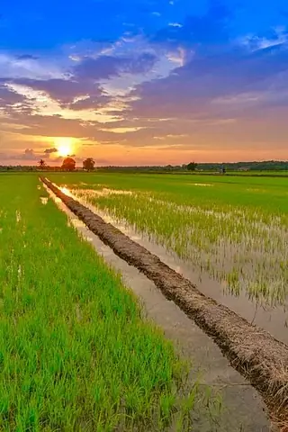 Hình Ảnh Đồng Quê Đẹp Nhất Khi Hoàng Hôn Và Bình Minh