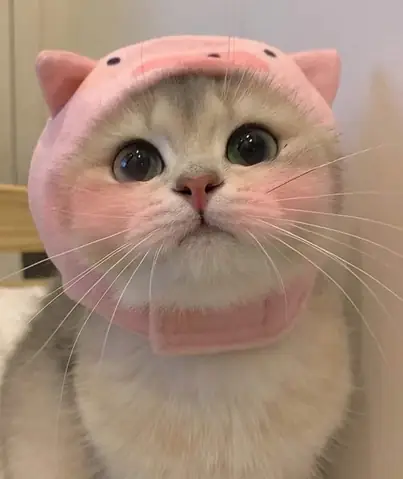 Hình Nền Con Vật Cute Cho Điện Thoại Có Sao? Hình Nền Con Vật Cute Cho Điện Thoại Có Sao?