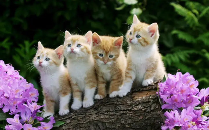 Hình Nền Con Vật Cute Cho Điện Thoại Có Sao? Hình Nền Con Vật Cute Cho Điện Thoại Có Sao?
