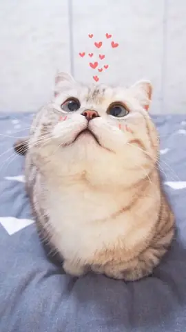 Hình Nền Con Vật Cute Cho Điện Thoại Có Sao? Hình Nền Con Vật Cute Cho Điện Thoại Có Sao?