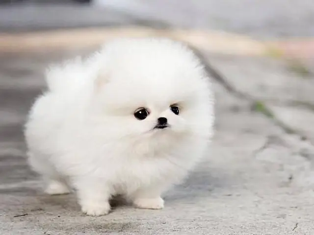 Hình Nền Con Vật Cute Cho Điện Thoại Có Sao? Hình Nền Con Vật Cute Cho Điện Thoại Có Sao?