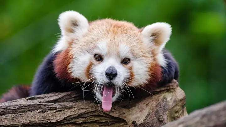 Hình Nền Máy Tính Cute, Dễ Thương