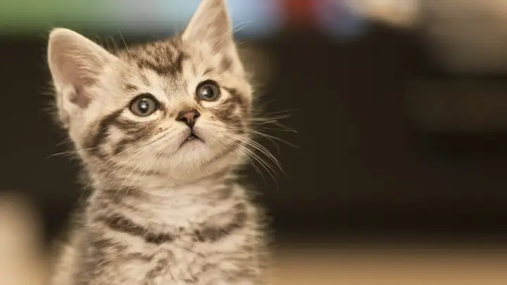 Hình Nền Máy Tính Cute, Dễ Thương