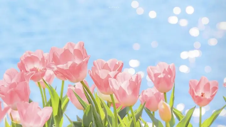 Hình Nền Máy Tính Aesthetic Đẹp