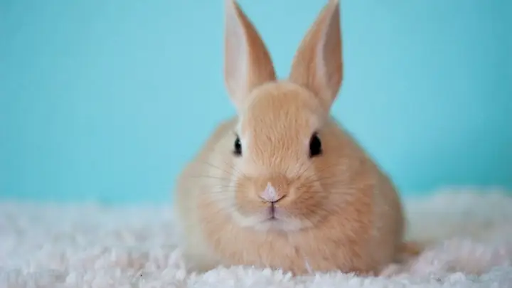 Hình Nền Máy Tính Cute, Dễ Thương
