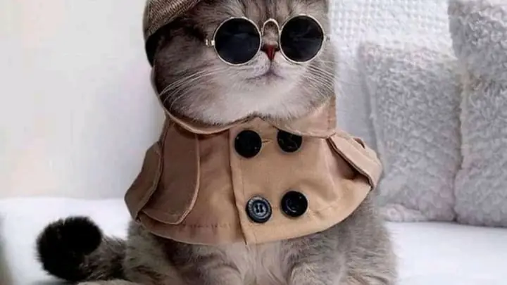 Hình Nền Máy Tính Cute, Dễ Thương
