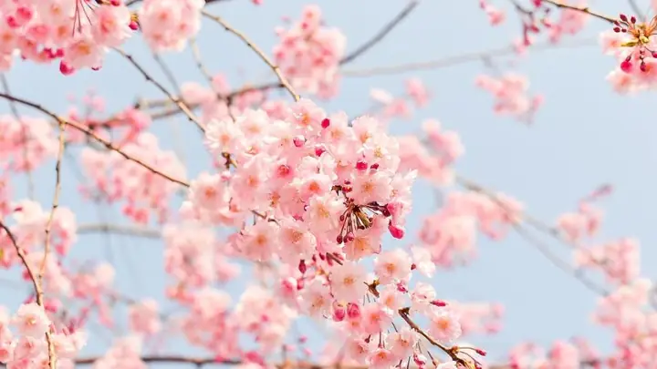 Hình Nền Hoa Đẹp Cho Máy Tính, Đa Dạng Mẫu Để Lựa Chọn