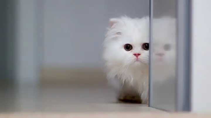 Bộ Sưu Tập Wallpaper Máy Tính Dễ Thương, Cute Hết Nấc