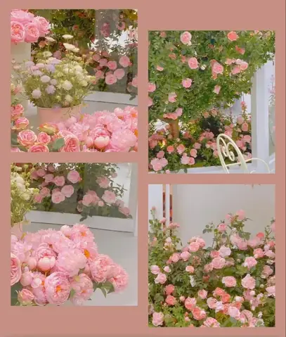 Hình Nền Máy Tính Cute Màu Hồng Dễ Thương Cho Gái Xinh Hình Nền Máy Tính Cute Màu Hồng Dễ Thương Cho Gái Xinh