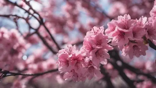 Khung Cảnh Quyến Rũ Của Bụi Hoa Đỗ Quyên Đen Nở Rộ Dưới Tán Cây Hoa Anh Đào. Khung Cảnh Quyến Rũ Của Bụi Hoa Đỗ Quyên Đen Nở Rộ Dưới Tán Cây Hoa Anh Đào.
