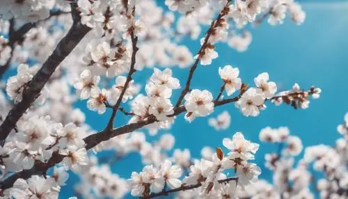 Một Bức Tranh Trừu Tượng Về Hoa Anh Đào Trắng Trên Nền Trời Xanh Tương Phản Rực Rỡ. Một Bức Tranh Trừu Tượng Về Hoa Anh Đào Trắng Trên Nền Trời Xanh Tương Phản Rực Rỡ.