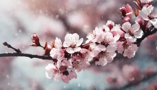 Một Bức Tranh Màu Nước Mềm Mại Vẽ Những Bông Hoa Anh Đào Sẫm Màu Đang Nhảy Múa Trong Gió. Một Bức Tranh Màu Nước Mềm Mại Vẽ Những Bông Hoa Anh Đào Sẫm Màu Đang Nhảy Múa Trong Gió.