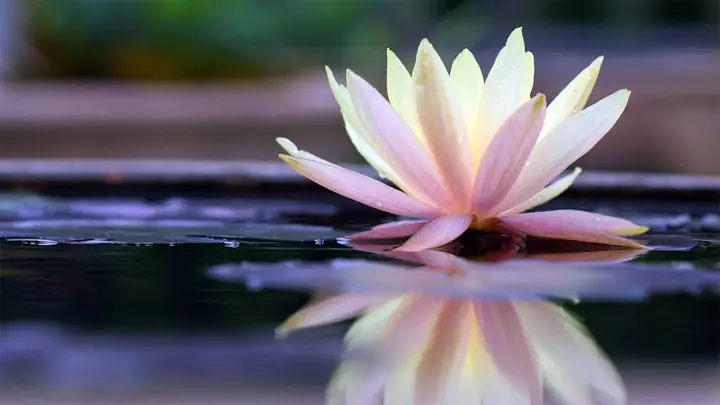 Hình Nền Hoa Sen 4k Chomáy Tính