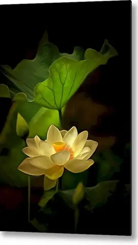 Hình Nền Hoa Sen Đẹp Chođiện Thoại