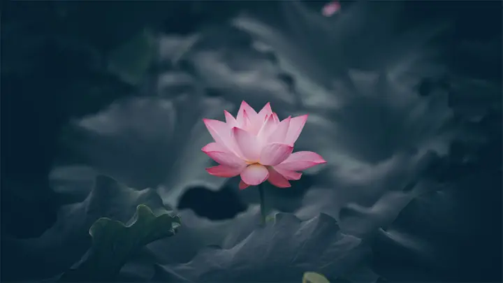 Hình Nền Hoa Sen 4k Chomáy Tính