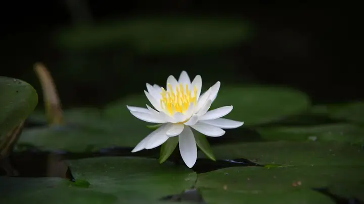 Hình Nền Hoa Sen Trắng Buồn