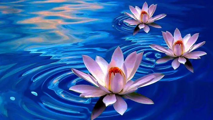 Hình Nền Hoa Sen 4k Chomáy Tính