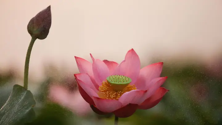 Hình Nền Hoa Sen 4k Chomáy Tính