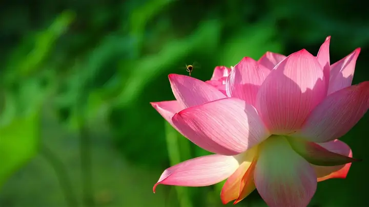 Hình Nền Hoa Sen 4k Chomáy Tính