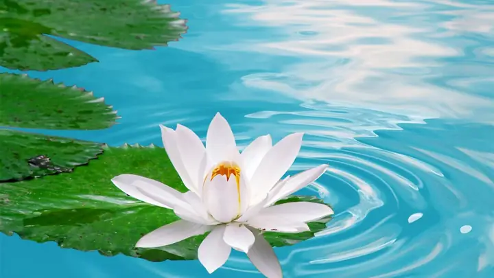 Hình Nền Hoa Sen 4k Chomáy Tính