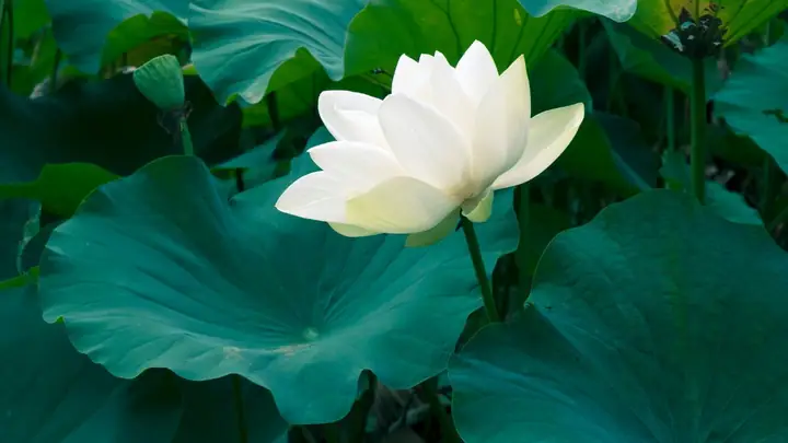 Hình Nền Hoa Sen Trắng Buồn