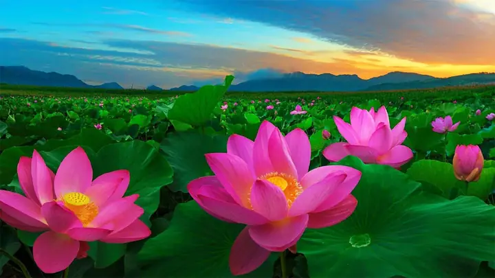 Hình Nền Hoa Sen 4k Chomáy Tính