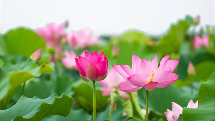 Hình Nền Hoa Sen 4k Chomáy Tính