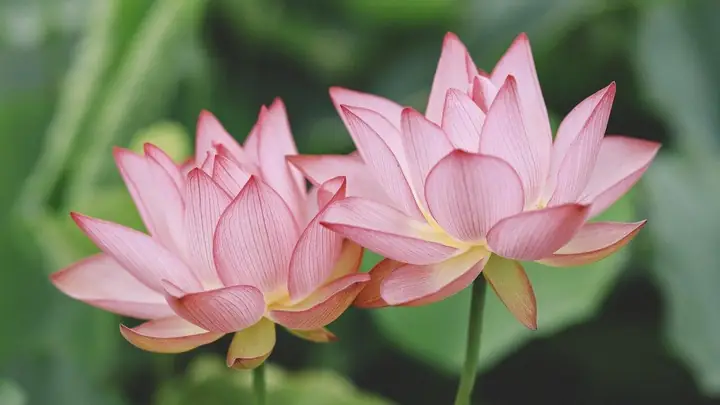 Hình Nền Hoa Sen 4k Chomáy Tính