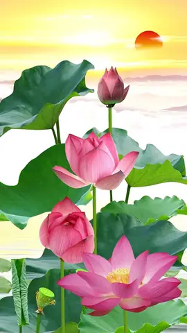 Hình Nền Hoa Sen Đẹp Chođiện Thoại