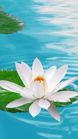 Hình Nền Hoa Sen Đẹp Chođiện Thoại