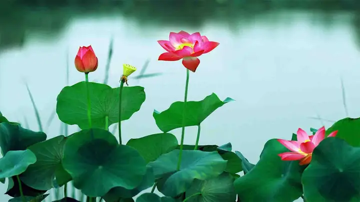 Hình Nền Hoa Sen 4k Chomáy Tính