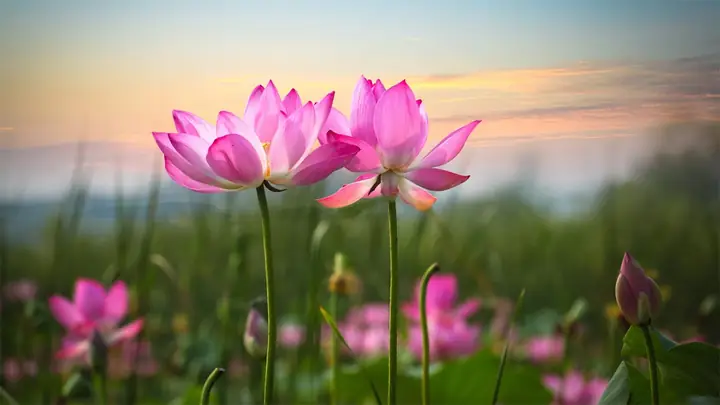 Hình Nền Hoa Sen 4k Chomáy Tính