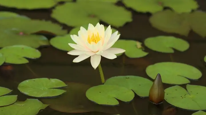 Hình Nền Hoa Sen Trắng Buồn