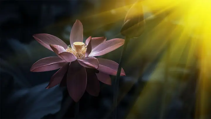 Hình Nền Hoa Sen 4k Chomáy Tính