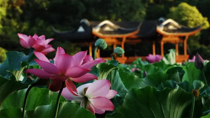 Hình Nền Hoa Sen 4k Chomáy Tính