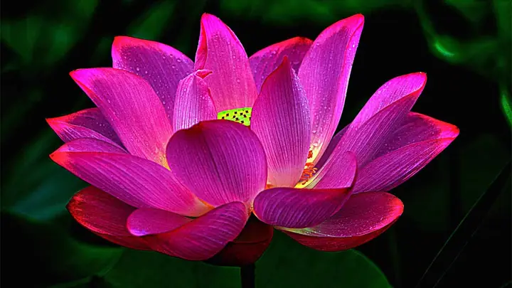 Hình Nền Hoa Sen 4k Chomáy Tính
