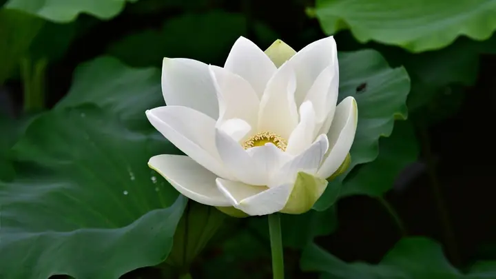 Hình Nền Hoa Sen Trắng Buồn