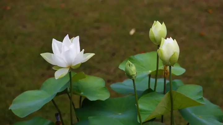 Hình Nền Hoa Sen Trắng Buồn