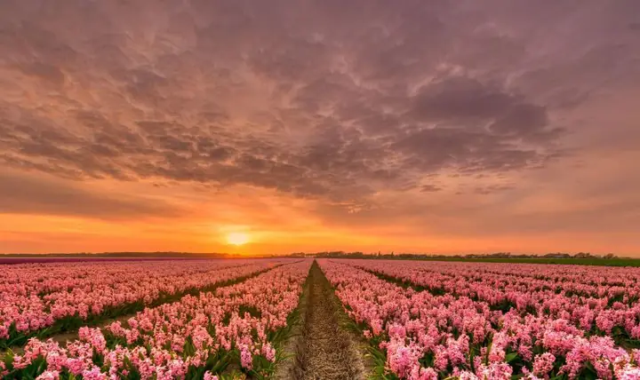 Ý Nghĩa Của Hình Nền Hoa Tulip Trong Cuộc Sống
