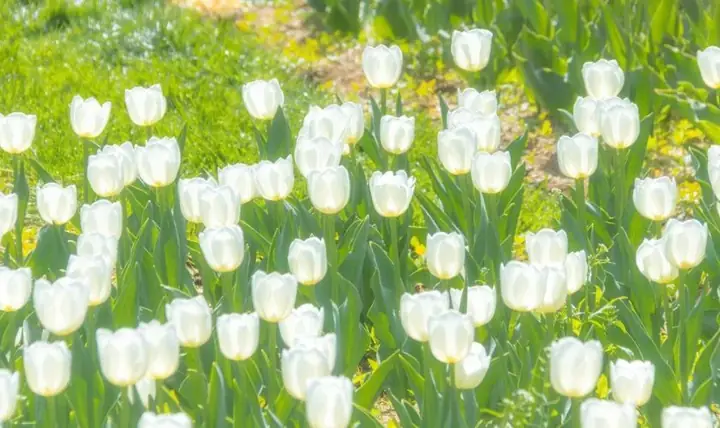 Ảnh Nền Hoa Tulip Trắng Tinh Khiết
