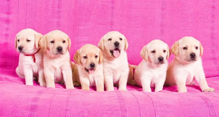 Hình Nền Cute Màu Hồng Cho Máy Tính