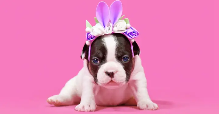 Hình Nền Cute Màu Hồng Cho Máy Tính