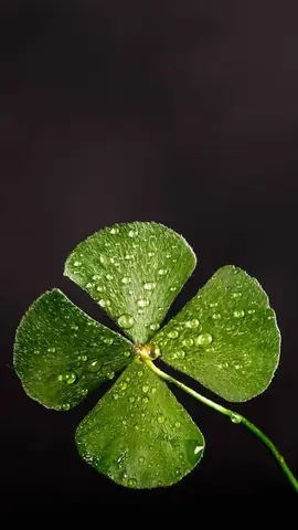 Hình Nền Cỏ Ba Lá May Mắn 4 Lá