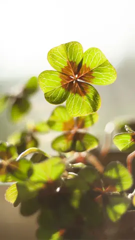 Hình Nền Cỏ Ba Lá May Mắn 4 Lá
