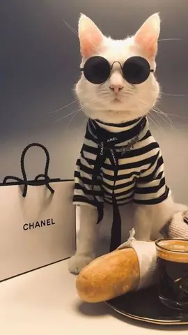 Hình Nền Mèo Cực Ngầu Cho Điện Thoại