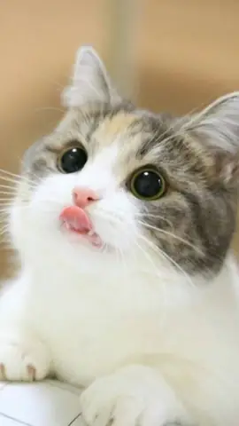 Hình Ảnh Mèo Cute Nhất
