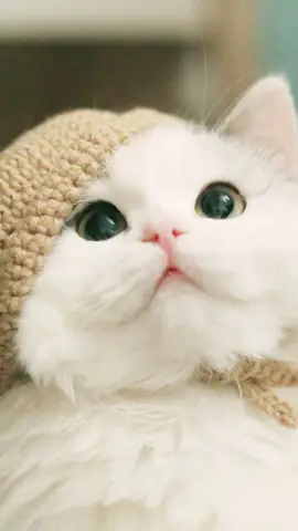 Hình Ảnh Mèo Cute Nhất