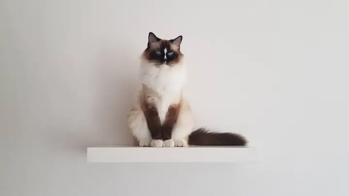 Hình Nền Mèo Cực Cool Ngầu