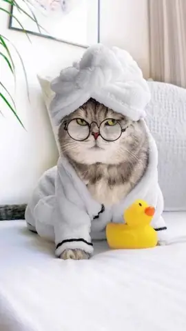 Hình Nền Mèo Cực Ngầu Cho Điện Thoại