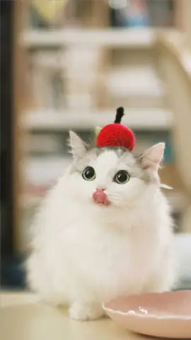 Hình Ảnh Mèo Cute Nhất